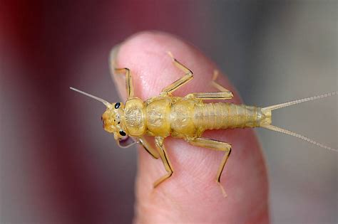 Golden Stonefly Nymph .